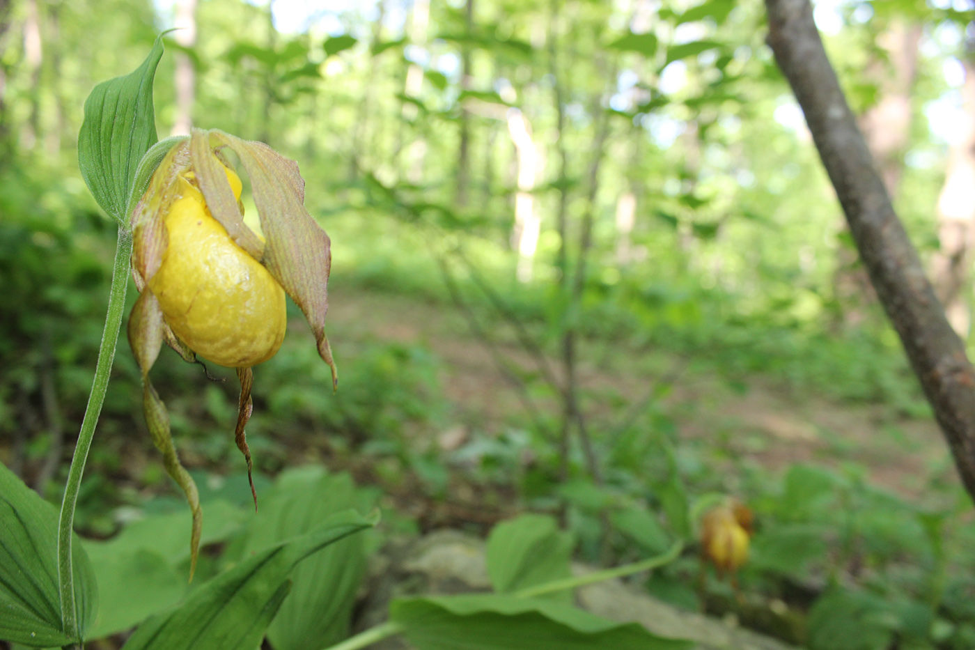 Yellow lady's slippers at Thompson Wildlife Management Area VA